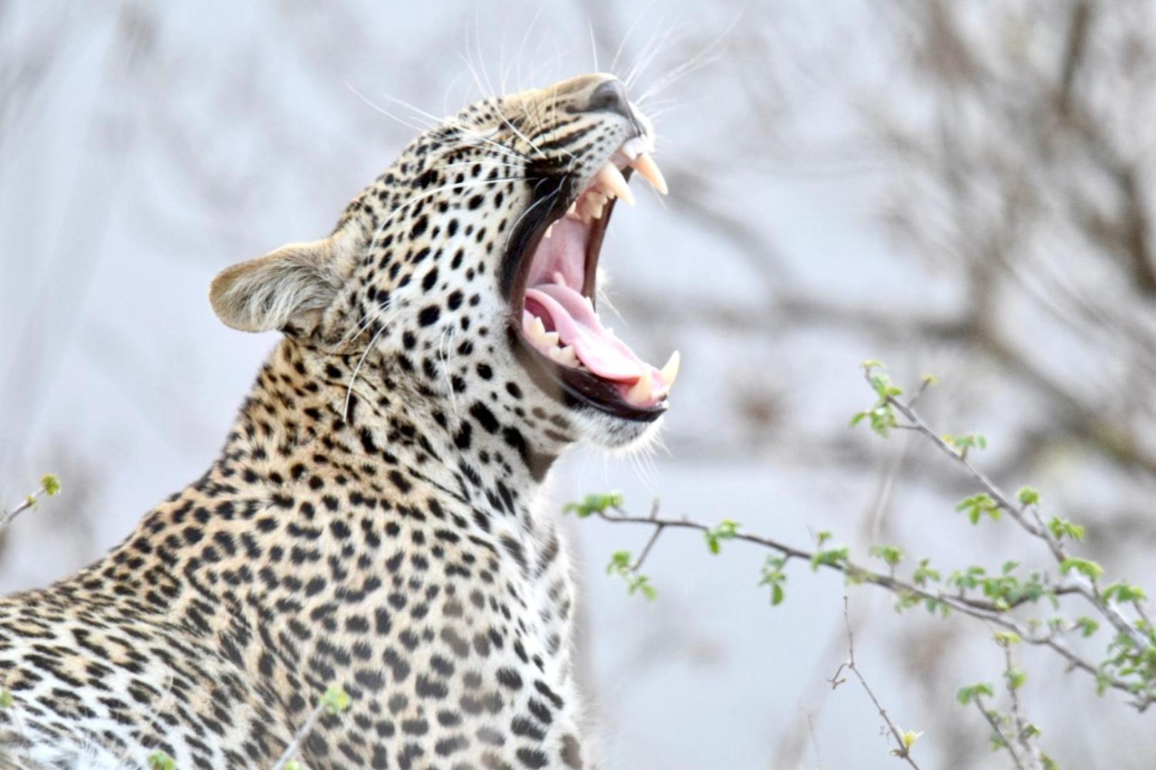 Chobe House Villa And Chalets Kasane Exterior foto